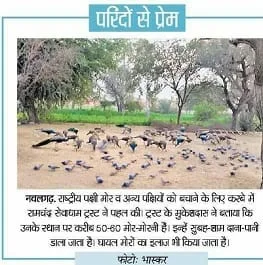 साभार: दैनिक भास्कर - ट्रस्ट के माध्यम से नवलगढ़ में जारी पक्षी संरक्षण अभियान की एक झलक।