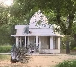 पक्षी सेवा के लिए संपर्क करें-श्री रामचंद्र सेवाधाम ट्रस्ट