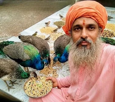 श्री रामचन्द्र सेवाधाम ट्रस्ट में मोर को दाना खिलाते स्वयंसेवक